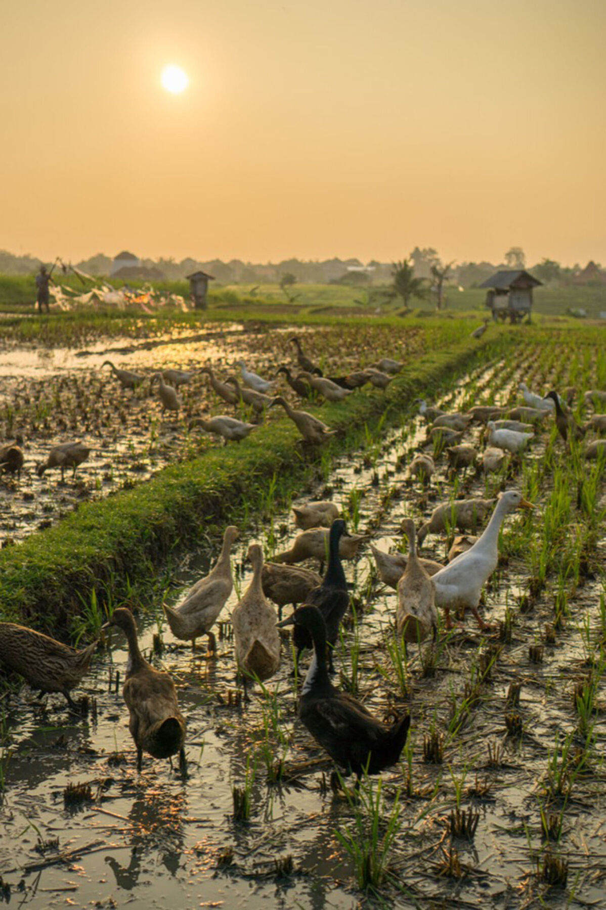 Sotis Villas Canggu Exterior foto